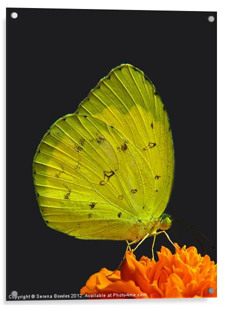 Common Grass Yellow Butterfly on Orange Flower Acrylic by Serena Bowles