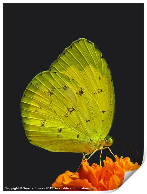 Common Grass Yellow Butterfly on Orange Flower Print by Serena Bowles