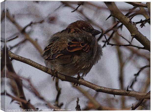 A Tree Sparrow perched in a hedge. Canvas Print by Mark Ward