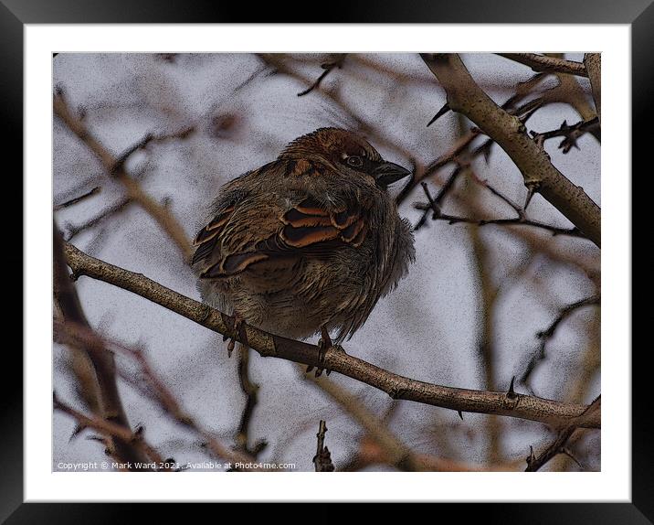 A Tree Sparrow perched in a hedge. Framed Mounted Print by Mark Ward