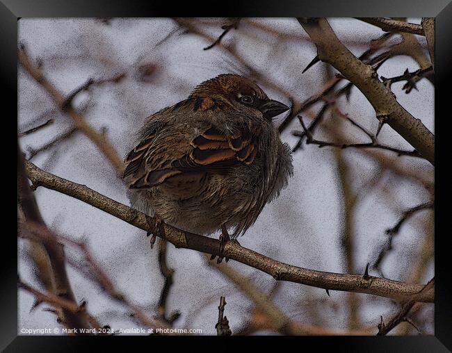 A Tree Sparrow perched in a hedge. Framed Print by Mark Ward