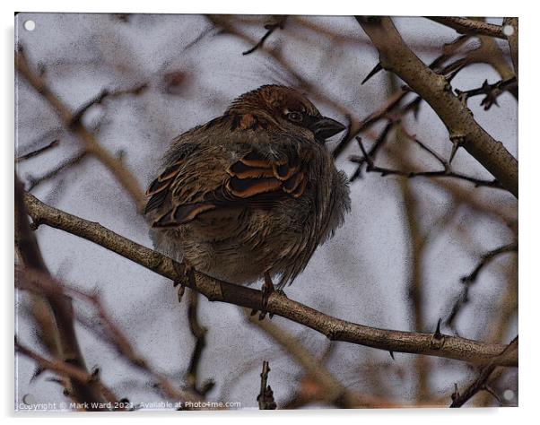 A Tree Sparrow perched in a hedge. Acrylic by Mark Ward