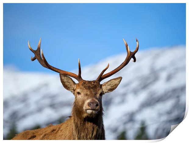 Red Deer Stag Portrait.  Print by Tommy Dickson