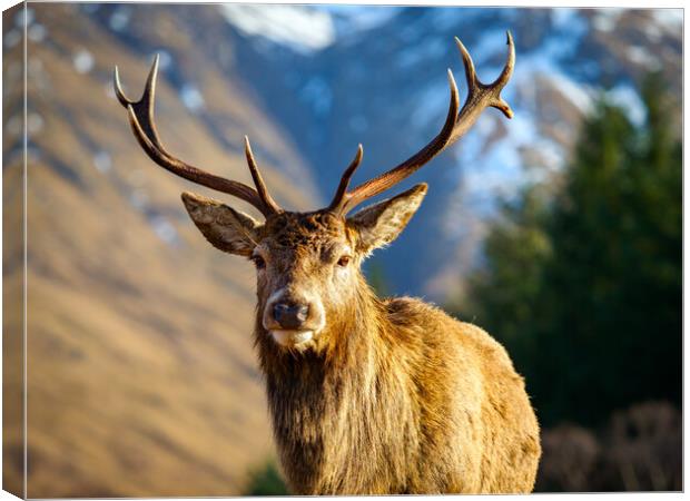 Red Deer Stag Portrait.  Canvas Print by Tommy Dickson