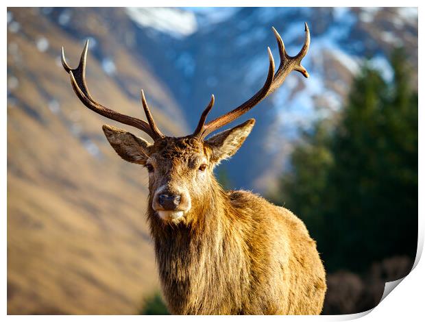 Red Deer Stag Portrait.  Print by Tommy Dickson