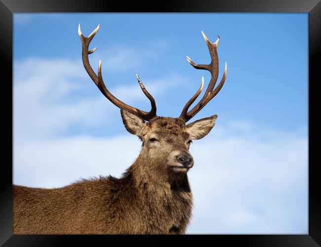Majestic Highland Red Deer Framed Print by Tommy Dickson