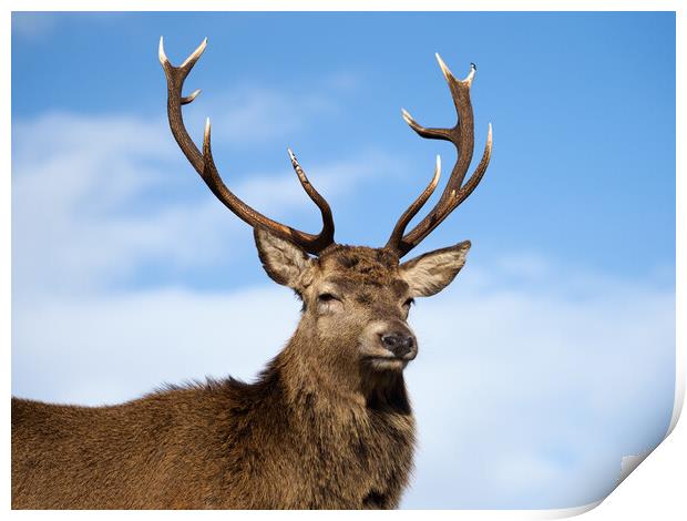 Majestic Highland Red Deer Print by Tommy Dickson