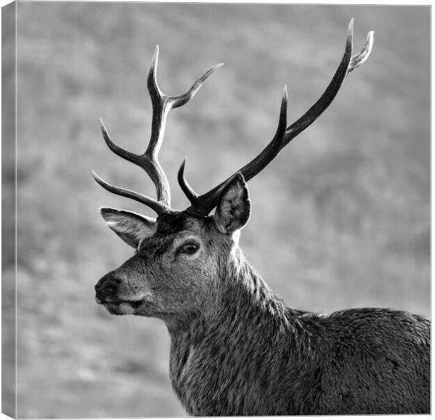 Stag, Scotland. Black and white Canvas Print by Tommy Dickson