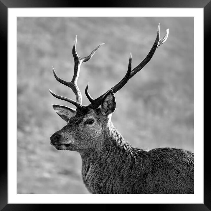 Stag, Scotland. Black and white Framed Mounted Print by Tommy Dickson