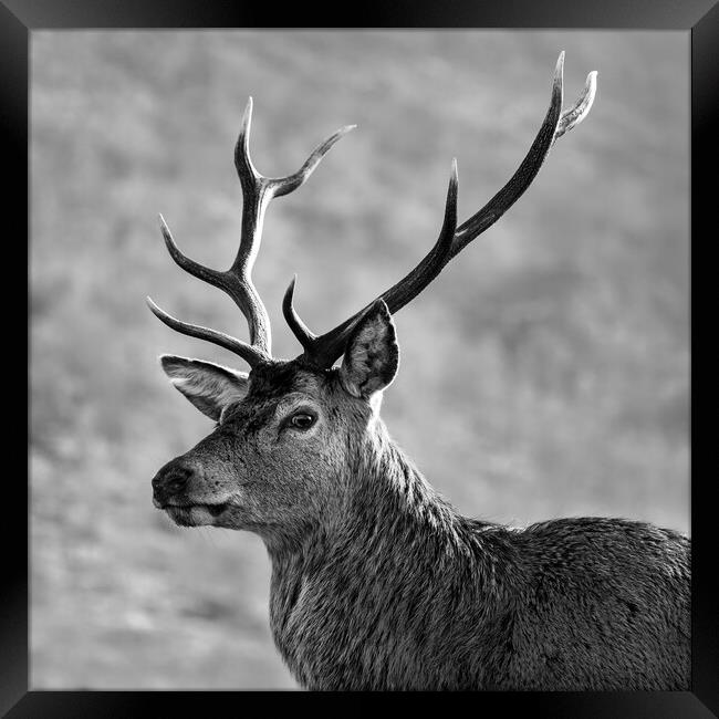 Stag, Scotland. Black and white Framed Print by Tommy Dickson