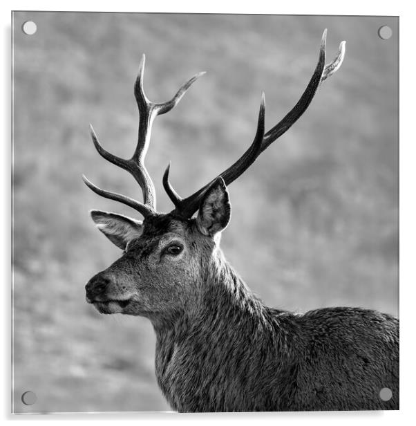 Stag, Scotland. Black and white Acrylic by Tommy Dickson