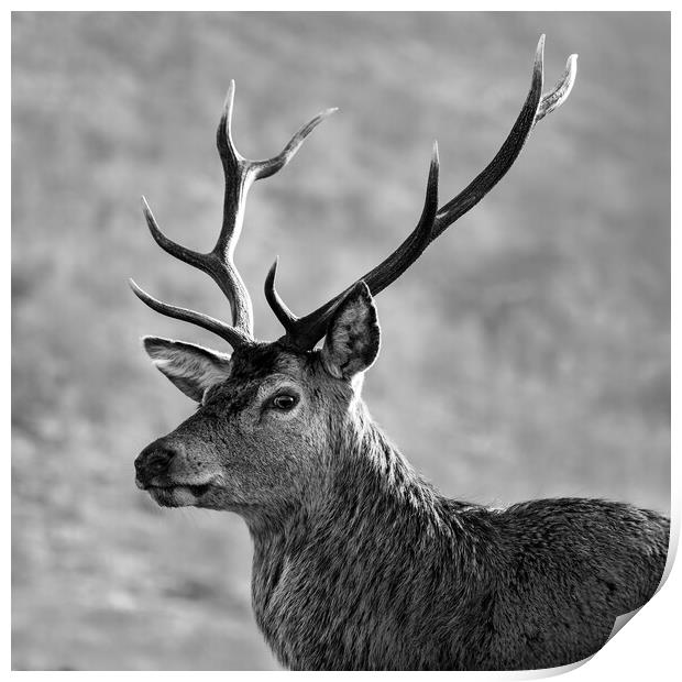 Stag, Scotland. Black and white Print by Tommy Dickson
