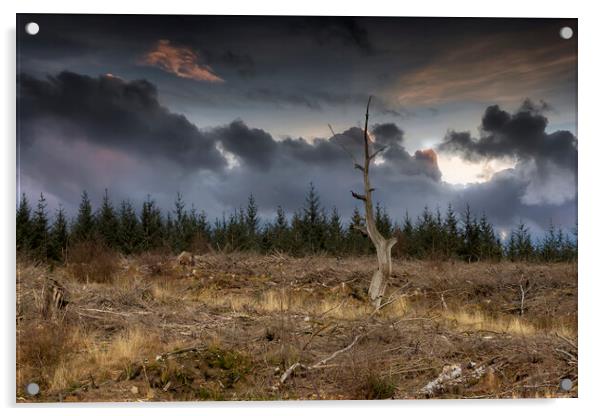 Cwmgiedd forest Acrylic by Leighton Collins