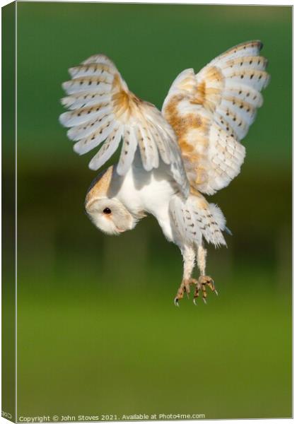 Barn Owl On The Hunt Canvas Print by John Stoves