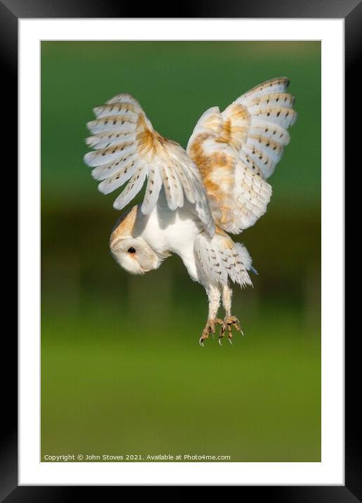 Barn Owl On The Hunt Framed Mounted Print by John Stoves