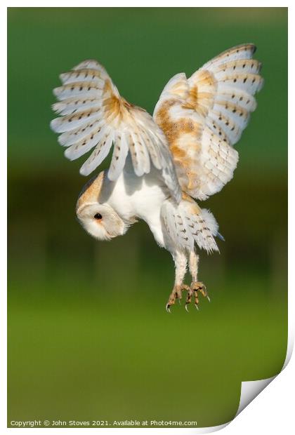 Barn Owl On The Hunt Print by John Stoves