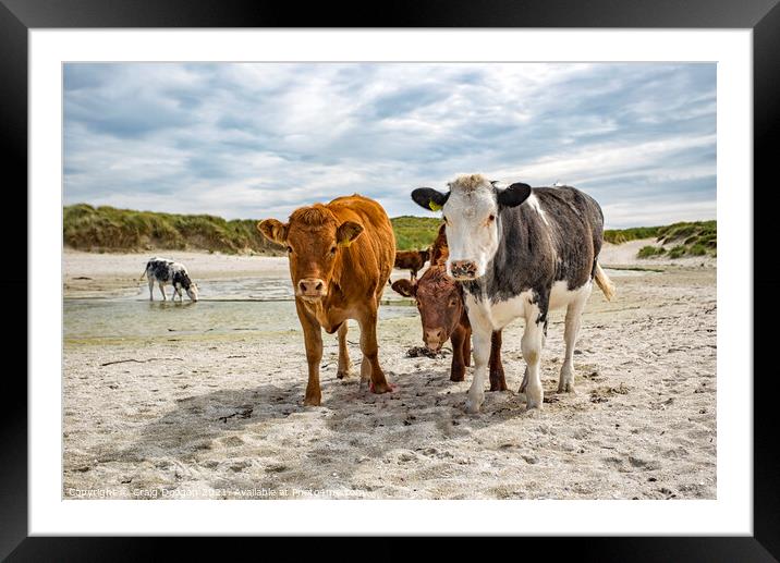 Cows on the Beach Framed Mounted Print by Craig Doogan