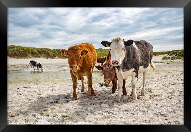 Cows on the Beach Framed Print by Craig Doogan