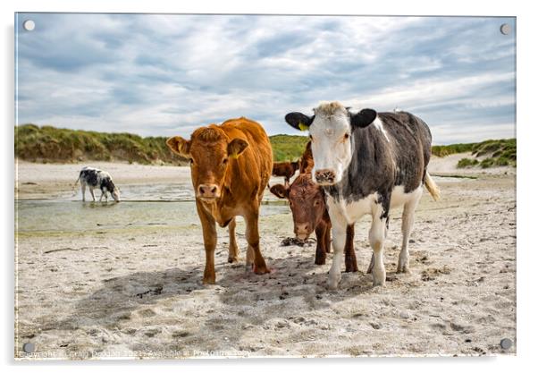 Cows on the Beach Acrylic by Craig Doogan