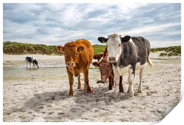 Cows on the Beach Print by Craig Doogan