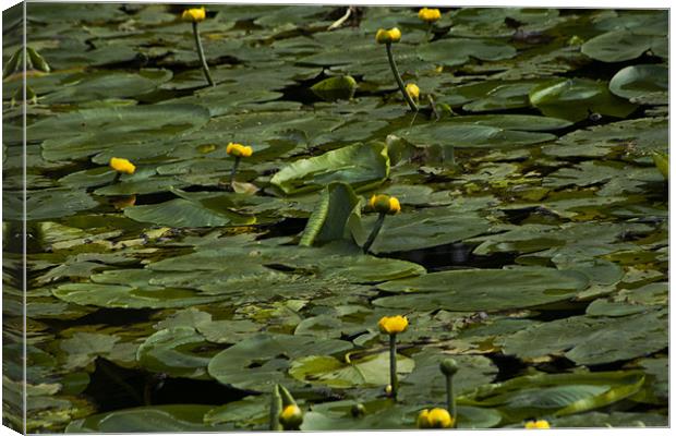 The Lily Pond Canvas Print by Peter Elliott 
