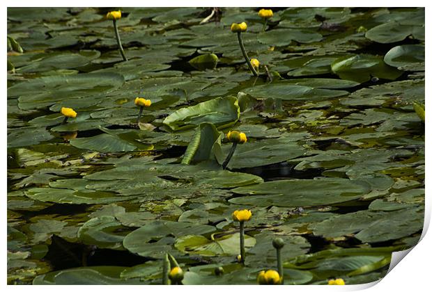 The Lily Pond Print by Peter Elliott 
