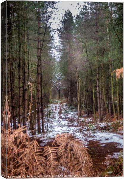 Delamere Forest Canvas Print by Phil Longfoot