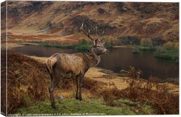 Majestic Highland Stag  Canvas Print by Lady Debra Bowers L.R.P.S