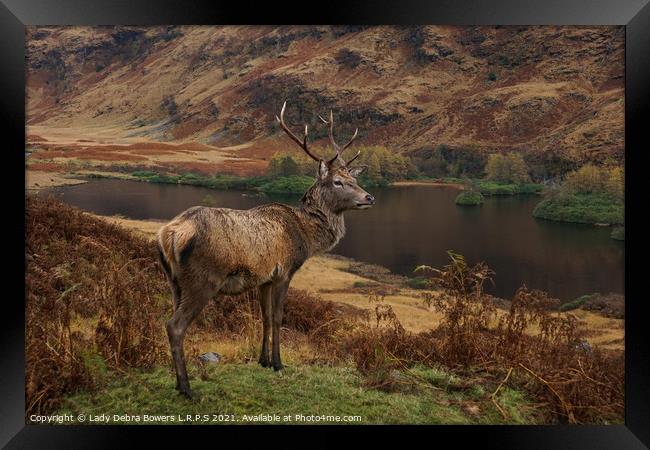 Majestic Highland Stag  Framed Print by Lady Debra Bowers L.R.P.S