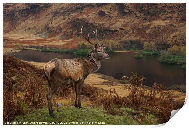 Majestic Highland Stag  Print by Lady Debra Bowers L.R.P.S