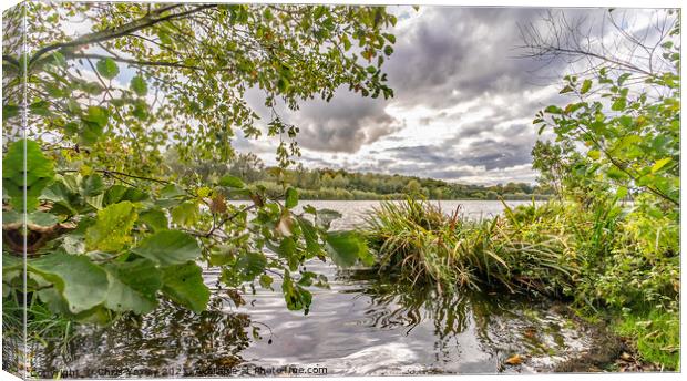 The waterside of Whitlingham Broad, Norfolk Canvas Print by Chris Yaxley