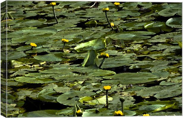 The Lily Pond (Watercolour) Canvas Print by Peter Elliott 