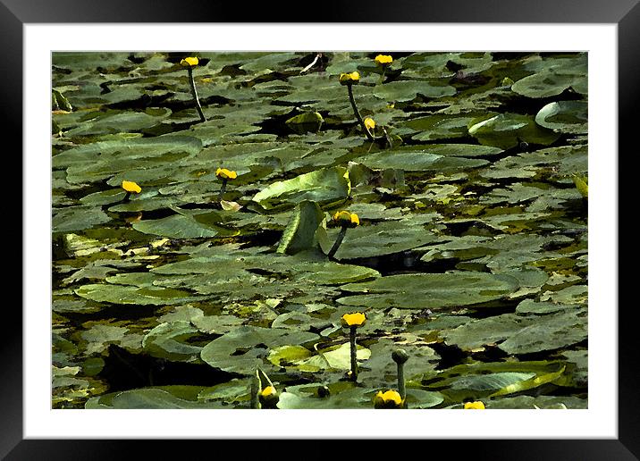The Lily Pond (Watercolour) Framed Mounted Print by Peter Elliott 