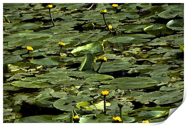 The Lily Pond (Watercolour) Print by Peter Elliott 