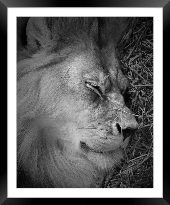 Sleeping Lion Framed Mounted Print by Jim Hughes