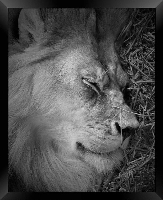 Sleeping Lion Framed Print by Jim Hughes