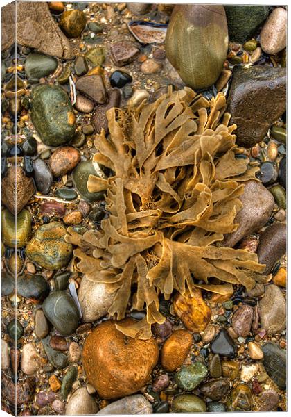Seaweed and pebbles Canvas Print by S Fierros