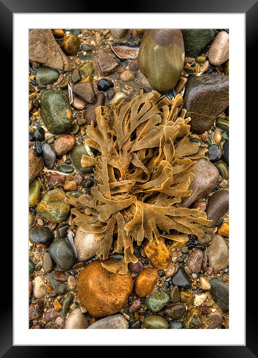 Seaweed and pebbles Framed Mounted Print by S Fierros