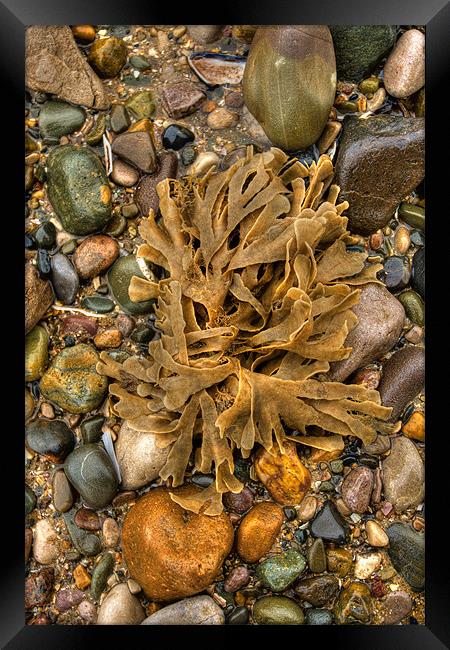Seaweed and pebbles Framed Print by S Fierros