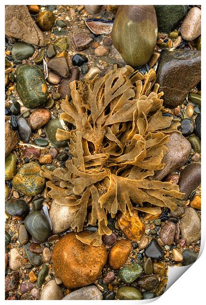 Seaweed and pebbles Print by S Fierros