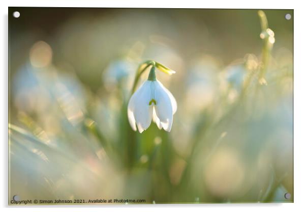 sunlit snowdrop flower Acrylic by Simon Johnson