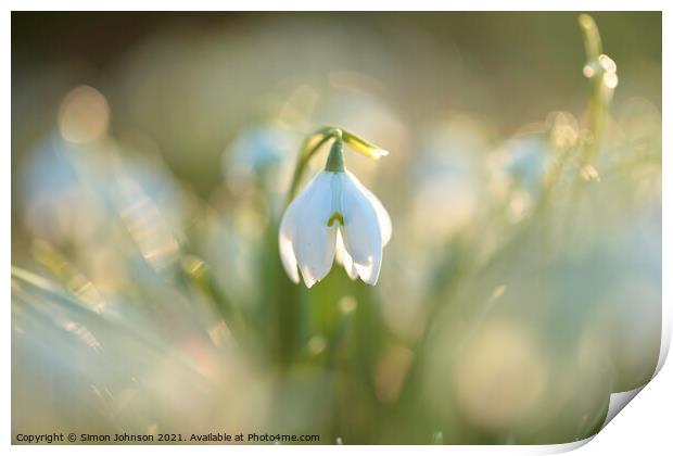 sunlit snowdrop flower Print by Simon Johnson