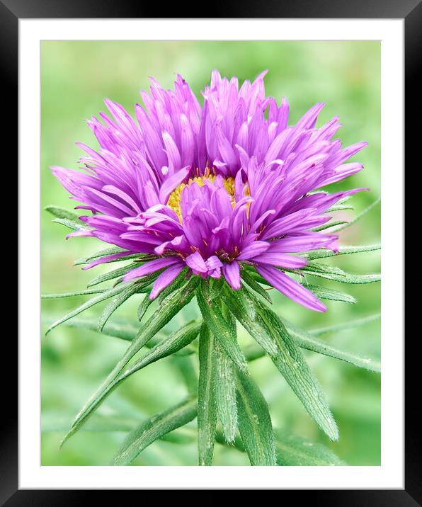 Purple Aster Framed Mounted Print by Jim Hughes