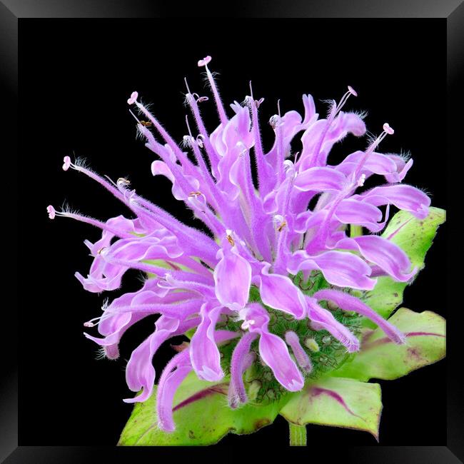 Wild Bergamot also known as Bee Balm Framed Print by Jim Hughes