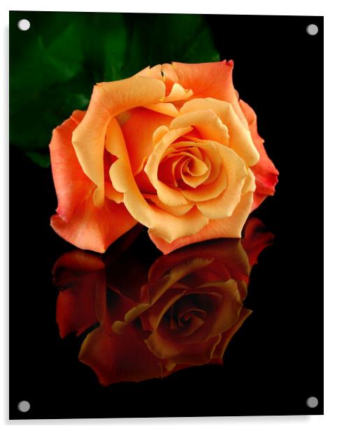 Reflected Rose Acrylic by Jim Hughes