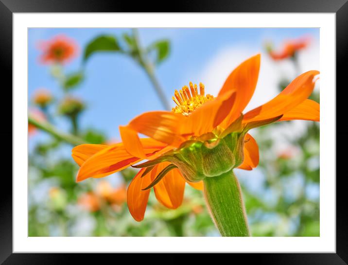 Mexican sunflower, Tithonia rotundifolia Framed Mounted Print by Jim Hughes