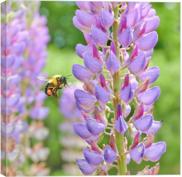 Bumblebee and Lupine Canvas Print by Jim Hughes