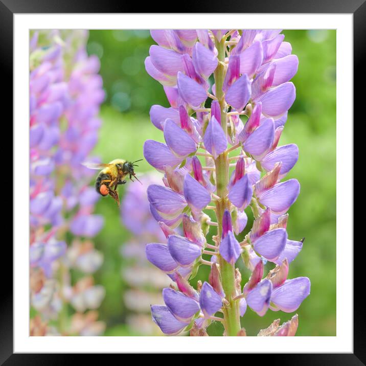 Bumblebee and Lupine Framed Mounted Print by Jim Hughes