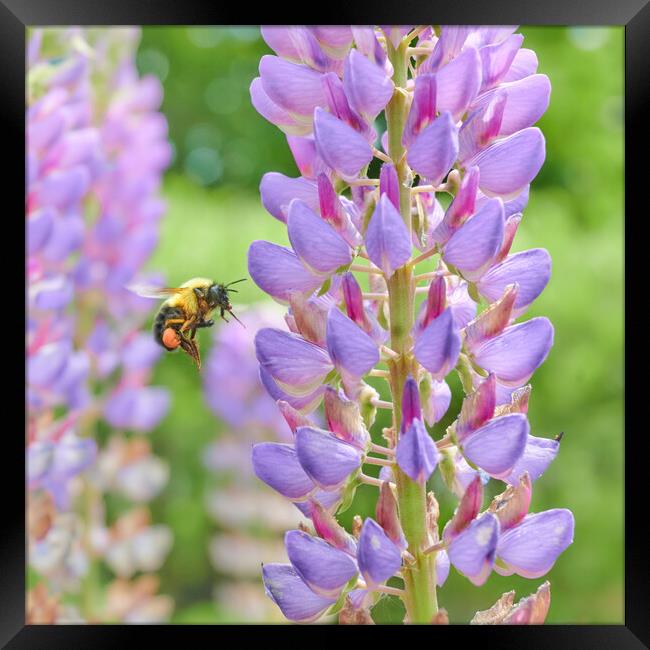 Bumblebee and Lupine Framed Print by Jim Hughes