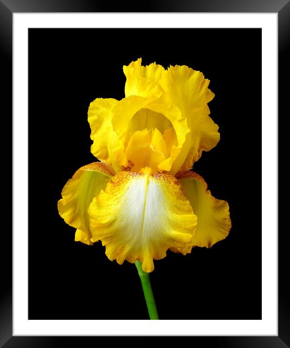 Yellow Iris Framed Mounted Print by Jim Hughes